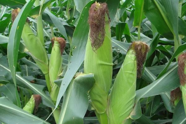 GT2256玉米种子特征特性，中抗茎腐病