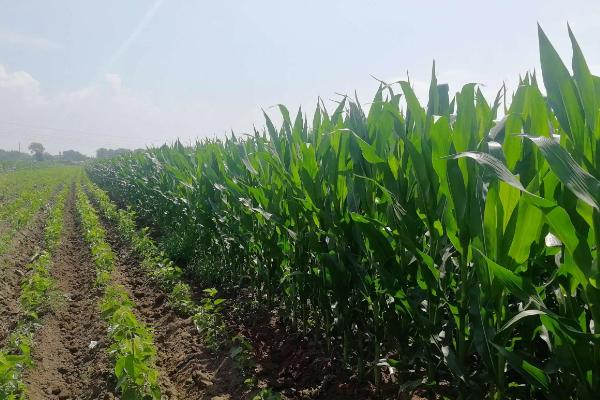 GS919玉米品种的特性，高抗茎腐病
