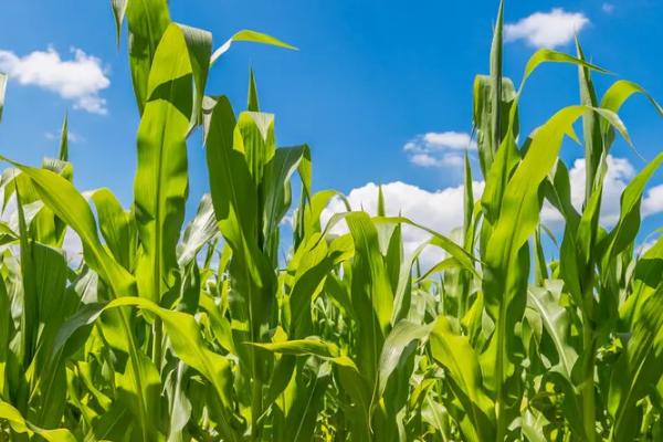 富顿570玉米品种的特性，适宜播种期3月下旬至5月下旬