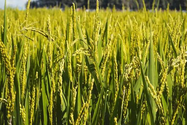 两优喜晶占水稻品种简介，每亩有效穗数16.1万穗