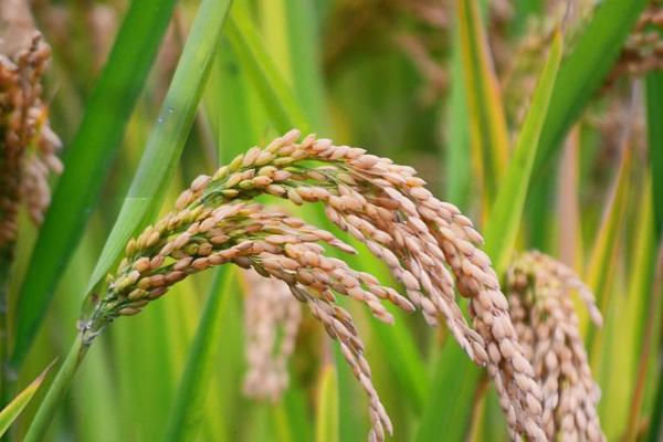 荔香丝苗水稻品种简介,每亩有效穗数18.8万穗