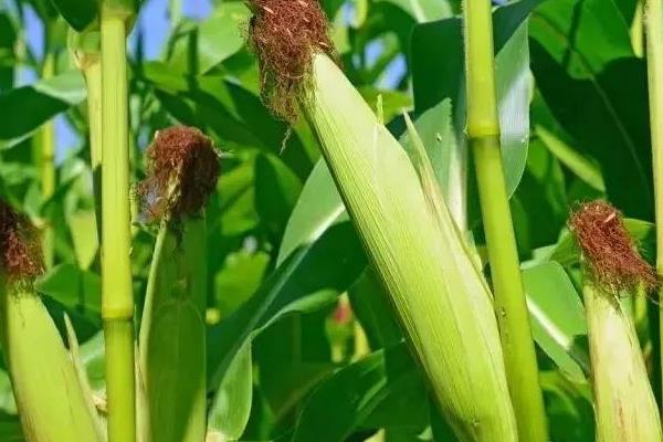 红彩甜糯211玉米种子介绍，密度3500株/亩左右