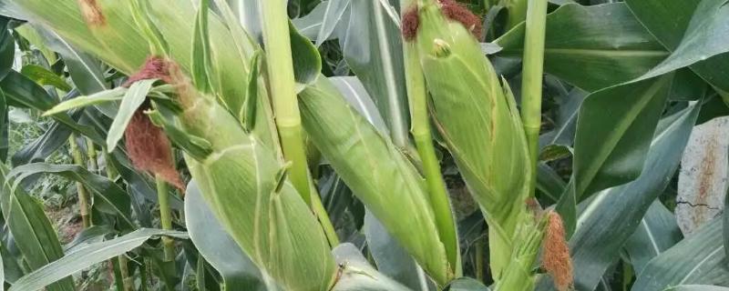 闽甜糯535玉米品种的特性，属鲜食甜加糯玉米品种
