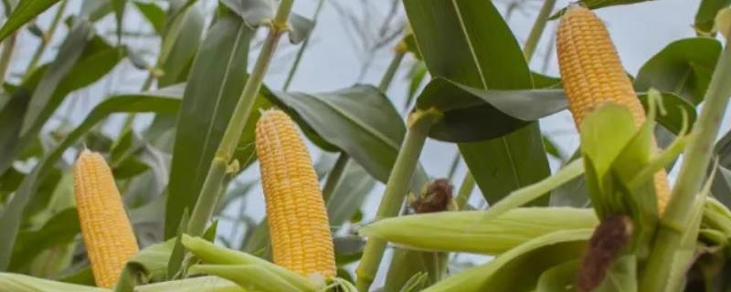 郑原玉222玉米品种简介，密度4500—5000株/亩