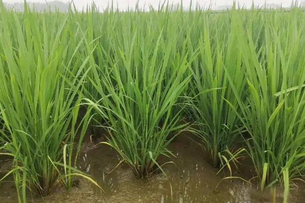 篁香优576水稻品种简介,每亩有效穗数16.2万穗