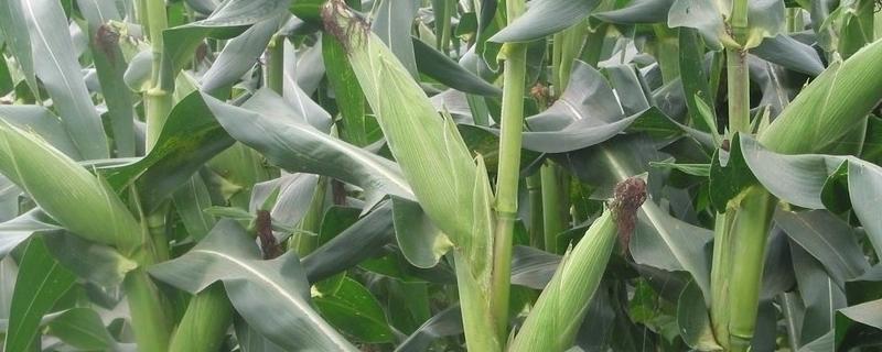 云科玉66玉米种子简介，中抗茎腐病