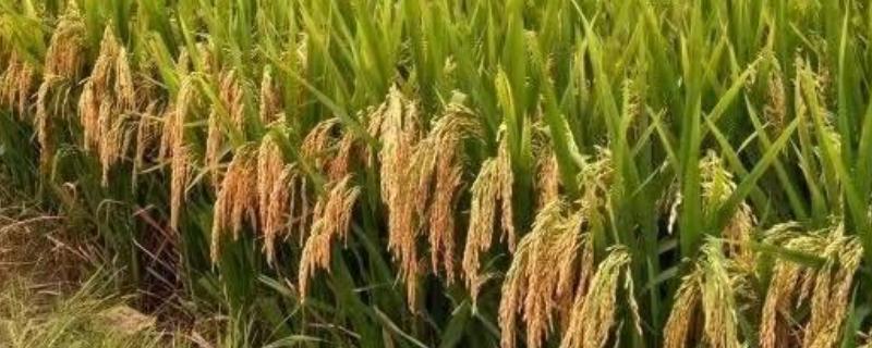 瑞两优C香占水稻种子简介，每亩有效穗数18.3万穗