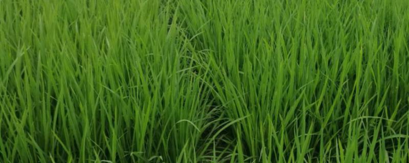 榕香优2196水稻种子特征特性，每亩有效穗数19.7万穗
