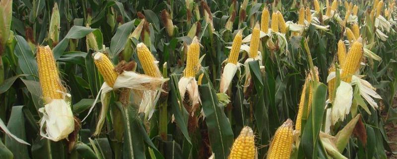 吉农玉76玉米品种简介，密度5000株/亩左右