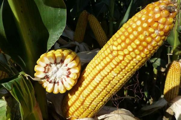 A209玉米种子特征特性,中抗穗腐病