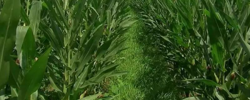 KNY721玉米品种的特性，密度6000株/亩左右