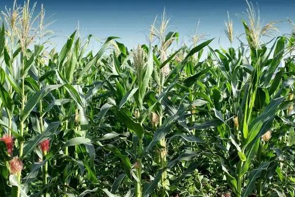 黔白玉1号玉米种子特点，每亩施尿素30千克