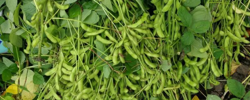 吉农271大豆品种简介，8月中旬及时防治大豆食心虫