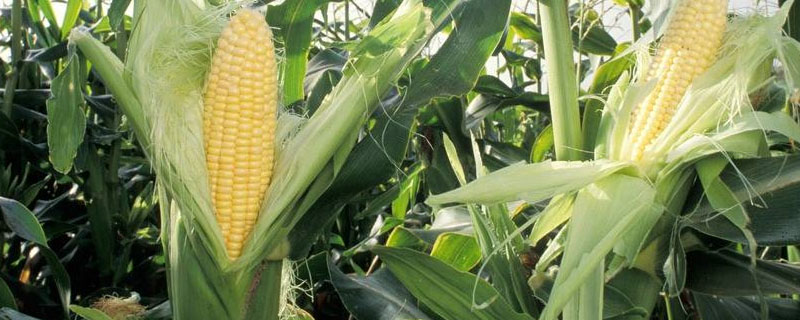 荣育6328玉米种子介绍，适宜播种期4月下旬至5月上旬