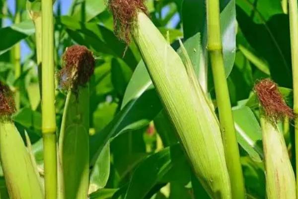 苏糯6号玉米种子简介，密度3500株/亩左右