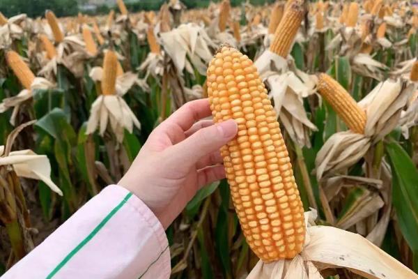 鲁甜910玉米种子特点，适宜播种期3月中旬到4月中旬