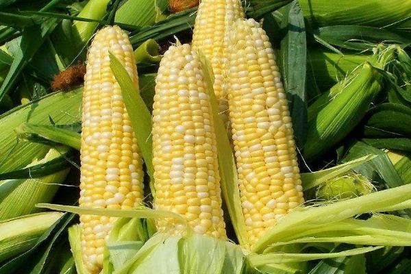 荣育6328玉米种子介绍,适宜播种期4月下旬至5月上旬