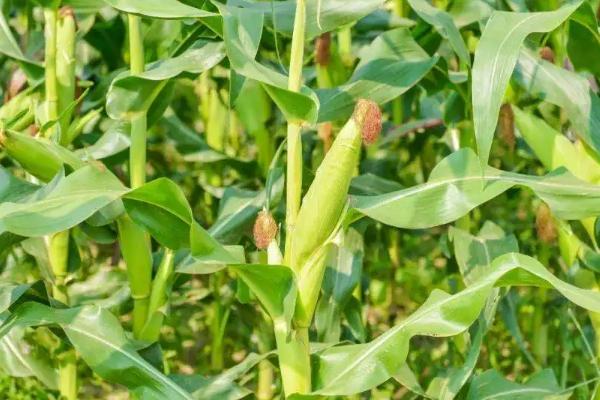 甘优916玉米种子简介,中抗茎腐病