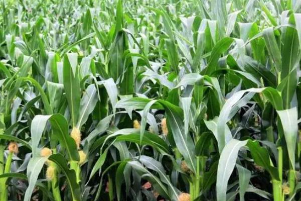 KNY721玉米品种的特性，密度6000株/亩左右