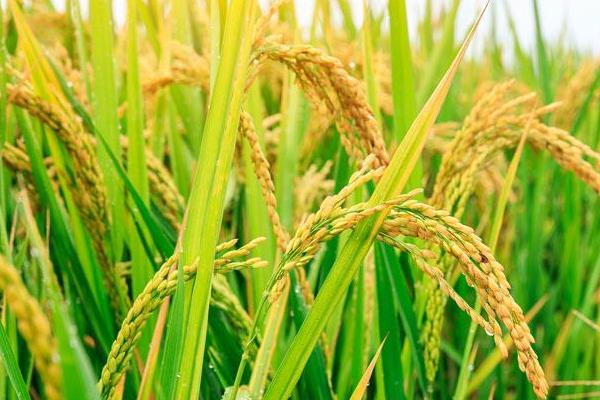 瑞两优C香占水稻种子简介，每亩有效穗数18.3万穗