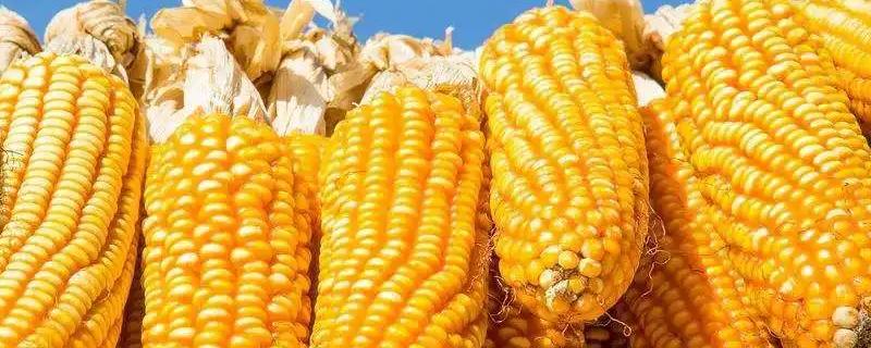 甜味糯868玉米种子特点，该品种出苗至采收76天
