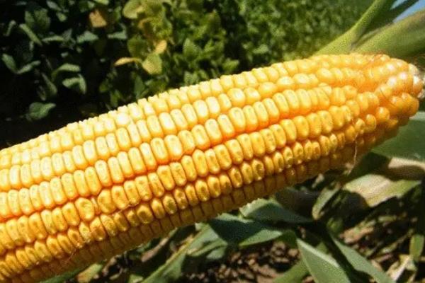 苏糯6号玉米种子简介，密度3500株/亩左右