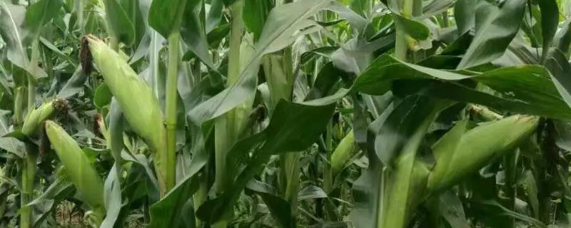 宝景186玉米种子简介，适宜播种期4月下旬至5月上旬